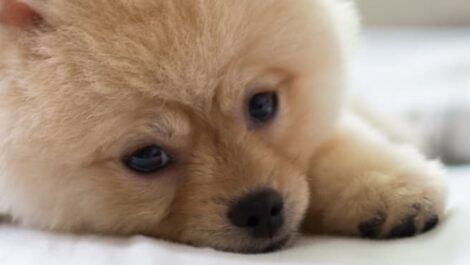 10 tips voor een puppy-proof omgeving